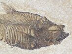 Diplomystus Fossil Fish - Wyoming #20824-3